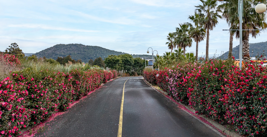 오늘N 대한민국 보물정원 "제주 동백정원"
