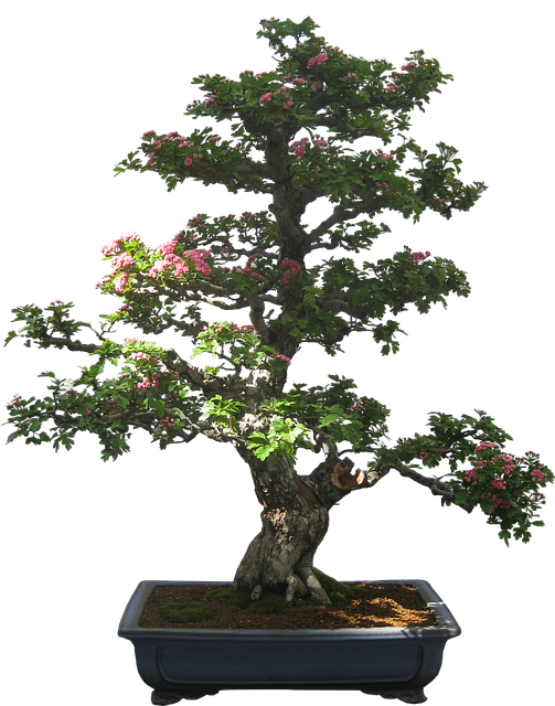 피토니아 키우는 법 실내에서 잘 자라는 피토니아 기르기