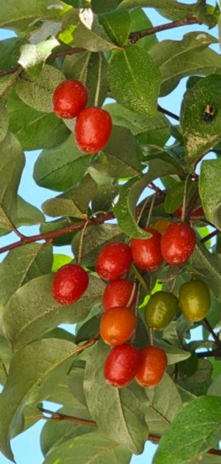 보리수 열매 효능3