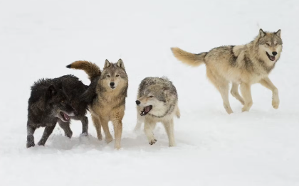 개와 늑대의 차이.