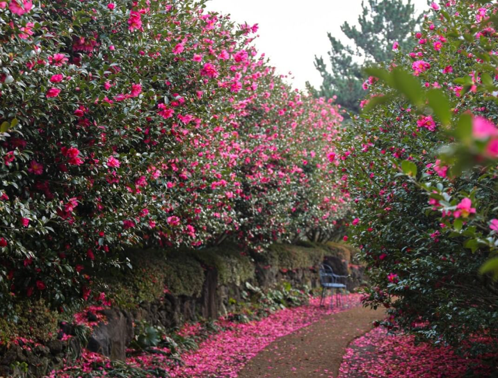 카멜리아힐 동백