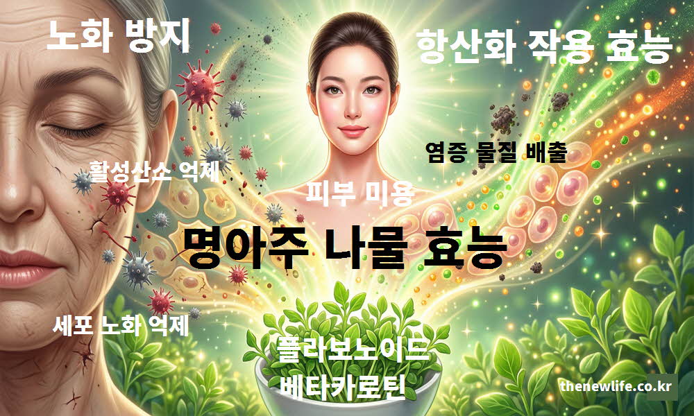 명아주 나물 효능 노화 방지 항산화 작용