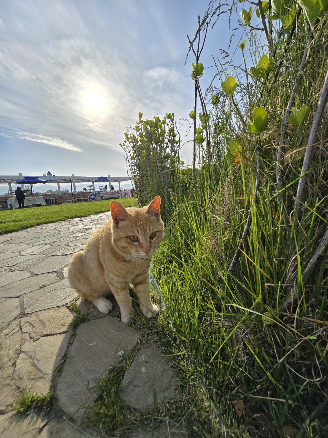산토리니광장에 있는 고양이