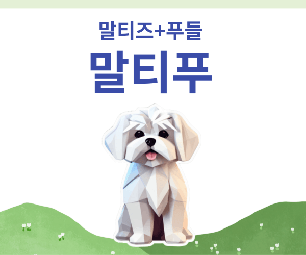 말티푸