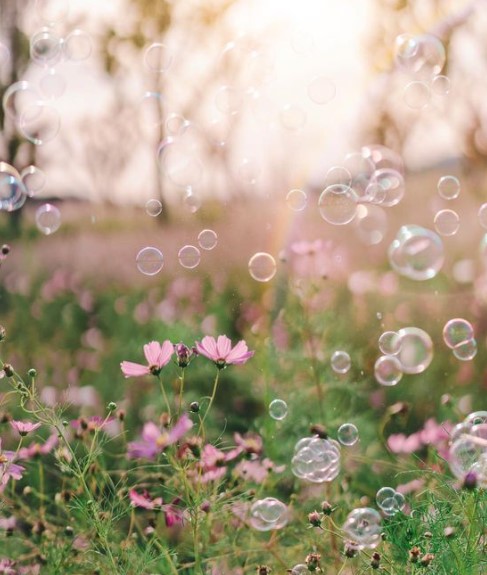 안성팜랜드-코스모스와비눗방울
