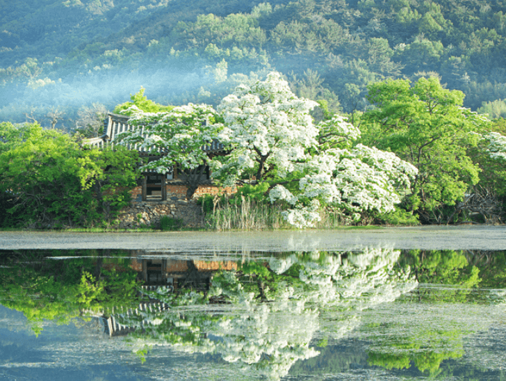 밀양위양지-이팝나무