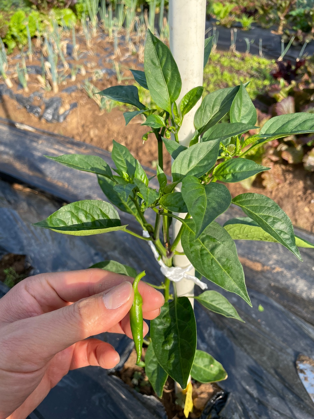 제거한 고추 방아다리