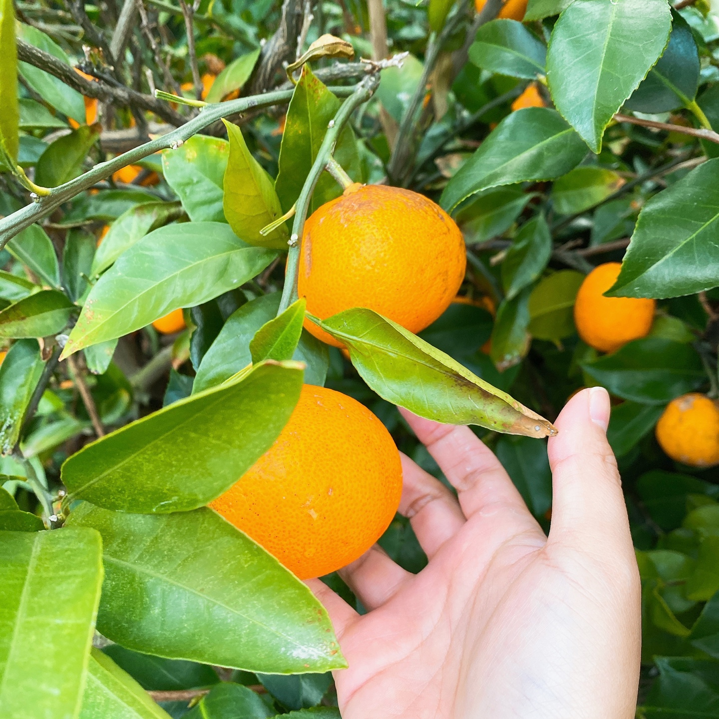 제주 애월 환혼 무수천계곡 트리하우스 웃뜨리 카페