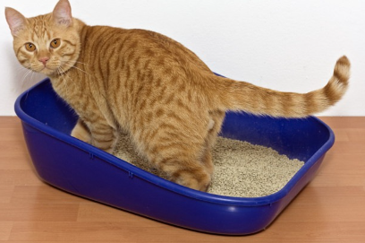 화장실 안에 있는 고양이.