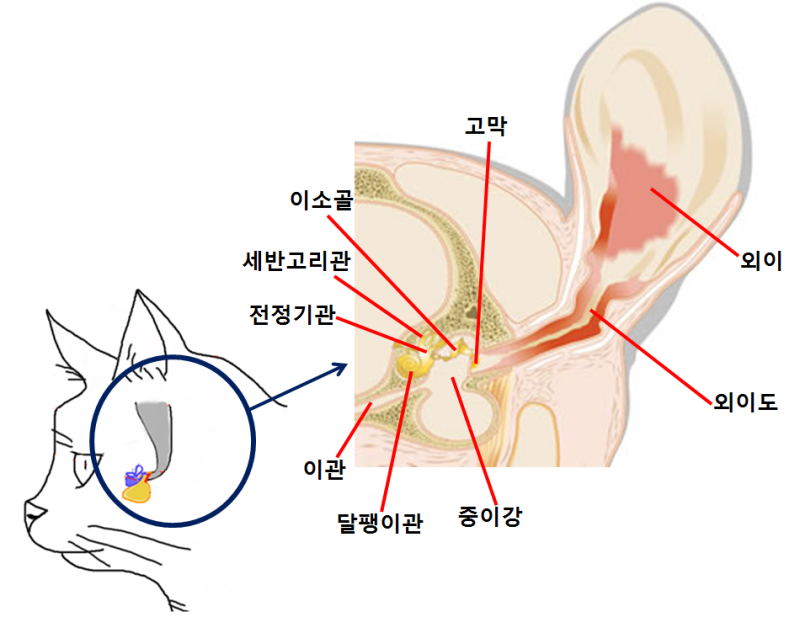 안녕하세요. 행복한 골골 고양이입니다. 이번에는 고양이의 청력에 관한 주제로 포스팅해 보겠습니다.

고양이는 민첩성, 독립성, 신비한 태도로 유명하지만 가장 강력하나 과소평가 되는 능력 중 하나는 바로 놀라운 청각입니다. 이렇게 고도로 발달한 감각은 생존, 특히 야생에서 사냥과 환경 탐색에 도움이 되는 중요한 역할을 합니다. 심지어 집고양이도 야생 본능을 갖고 있으며, 예리한 청각을 통해 인간이 감지할 수도 없는 소리도 감지할 수 있습니다. 이번 글에서는 고양이의 놀라운 청력에 대해 알아보고 이것이 고양이의 전반적인 생존과 행동에 어떻게 기여하는지, 귀의 구조부터 얼마나 멀리 들을 수 있는지, 마지막으로 사냥과 의사소통에 이 능력을 어떻게 사용하는지를 자세히 알아볼 것입니다.



고양이 귀의 구조- 완벽한 소리 감지기



고양이 귀는 고도로 전문화된 기관으로, 인상적인 정확성과 선명도로 소리를 감지하도록 완벽하게 설계되었습니다. 고양이 귀의 해부학적 구조는 외이, 중이, 내이릐 세 부분으로 구성됩니다. 이러한 각 구성 요소는 함께 작용하여 고양이에게 인간과 심지어 다른 동물의 청각을 능가하는 예리한 청력 감각을 제공합니다.



-외이 : 귓바퀴라고 불리는 고양이 귀의 바깥 부분은 쉽게 알아볼 수 있는 커다란 삼각형 구조입니다. 이는 위성 접시처럼 작동하여 음파를 외이도로 전달합니다. 고양이는 귓바퀴를 180도 회전할 수 있어 소리가 나는 정확한 위치를 찾아낼 수 있습니다. 각 귀를 서로 다른 방향으로 독립적으로 움직일 수 있는 능력은 휴식 중에도 주변 소리에 주의를 기울이는 데 도움을 줍니다.



-중이 : 중이에는 고막과 이소골(망치뼈)이라고 불리는 세 개의 작은 뼈가 있습니다. 이 뼈들은 함께 작용하여 외이에서 받은 소리 진동을 증폭하여 내이로 보냅니다. 이러한 증폭은 멀리 있는 작은 먹이의 움직임과 같은 가장 희미한 소리도 들을 수 있는 고양이의 능력에 매우 중요합니다.



-내의 : 내이는 소리 진동이 전기신호로 변환되어 해석을 위해 뇌로 전송되는 곳입니다. 이 부위는 전정 시스템 덕분에 고양이의 균형 감각을 유지하는 역할도 담당합니다. 내이에는 고양이의 민첩성과 정확성을 유지하는 데 도움이 되는 액체로 채워진 관이 있어 고양이를 놀라운 사냥꾼으로 만들어 주기도 합니다.

이렇게 고도로 정교한 청각 시스템을 통해 고양이는 다양한 소리에 극도로 민감해지며 귀는 생존에 아주 중요한 도구가 됩니다.



고양이는 얼마나 멀리 들을 수 있을까요? 고양이 청각의 놀라운 범위.



고양이 청각의 가장 인상적인 측면 중 하나는 범위와 민감도입니다. 고양이는 인간이 감지할 수 있는 거소다 훨씬 더 높은 주파수를 들을 수 있습니다. 인간은 20Hz~20,000Hz의 주파수 범위 내의 소리를 들을 수 있지만, 고양이는 48Hz~85,000Hz 범위의 주파수를 들을 수 있습니다. 이러한 놀라운 감도를 통해 설치류 및 기타 작은 먹이의 초음파 발성처럼 우리가 도달할 수 없는 고음의 소리를 감지할 수 있습니다.

고양이는 더 넓은 범위의 주파수를 감지할 수 있을 뿐만 아니라 먼 거리에서 들리는 소리도 들을 수 있습니다. 고양이는 사람보다 4~5배 더 멀리 있는 소리를 듣는다고 합니다. 예를 들어, 고양이는 풀밭에서 움직이는 쥐의 높은 소리나 새의 날개 퍼덕임 소리를 몇 피트 떨어진 곳에서도 들을 수 있습니다. 비록 이러한 소리가 인간이 인지하기에는 너무 희미하더라도 말입니다.



사냥과 의사소통에서 청각의 역할.



청각은 야생 고양이와 집고양이 모두의 사냥에서 핵심적인 역할을 합니다. 날카로운 시력과 후각이 중요하지만 있는지를 알려주는 것은 예리한 청력입니다. 고양이는 귀를 독립적으로 회전시키는 능력으로 인해 소리의 정확한 위치를 정확히 찾아낼 수 있습니다. 이를 통해 몸을 움직이지 않고도 나뭇잎이 바스락거리는 소리나 쥐의 삐걱거리는 소리와 같은 소음의 원인을 삼각 측량할 수 있습니다. 소리가 식별되면 고양이가 먹이를 추적할 때 은밀함과 민첩성이 발휘됩니다.

고음의 소리를 감지하는 능력은 설치류를 사냥할 때 특히 유용합니다. 생쥐와 기타 포유류는 초음파 주파수를 사용하여 의사소통하기 때문입니다. 이러한 초음파 주파수를 들을 수 있는 고양이의 능력은 조명이 어둡거나 밀도가 높은 환경에서도 먹이를 찾고 포획하는 데 큰 이점을 제공합니다.

사냥 외에도 고양이는 청각을 사용하여 서로 혹은 인간과 소통합니다. 고양이는 다양한 욕구나 감정을 전달하기 위해 야옹, 갸릉갸릉 하는 소리, 으르렁거리는 소리, 슛하는 소리 등 다양한 발성을 냅니다. 이들의 민감한 청각 덕분에 다른 고양이나 인간의 목소리 톤의 미묘한 차이를 구별할 수 있어 상황을 이해하는 데 도움이 됩니다. 예를 들어, 고양이는 주인의 흥분된 고음의 소리에 달려가면서 응답할 수 있지만, 낮고 화난 목소리는 무시하거나 피할 수도 있습니다.

더욱이, 청각은 고양이 사이의 사회적 상호작용에서 필수적입니다. 예를 들어, 어미 고양이는 부드럽고 높은 소리의 울음소리와 가르랑거리는 소리를 사용하여 새끼 고양이와 의사소통을 하며, 새끼 고양이는 이러한 신호에 본능적으로 반응합니다. 고양이는 또한 영역을 설정하고, 침입자에게 경고하거나, 다른 동물에 대한 두려움이나 공격성을 표현하기 위해 음성 의사소통을 사용합니다.



청각 관련 행동- 고양이가 특정 소리에 반응하는 이유.



고양이는 특정 소리에 특히 민감하며 예민한 청각에 따라 행동하는 경우가 많습니다. 고양이가 높은 소리를 들으면 갑자기 경계하거나 동요하는 것을 본 적이 있나요? 아니면 고양이가 캔 따는 소리나 간식 봉지의 바스락거리는 소리에 꼬리를 세우며 달려온 적이 있나요? 이러한 행동은 모두 미세하게 조정된 청각과 관련이 있습니다.



-고음 : 고양이는 먹이의 주파수 범위와 유사하기 때문에 자연스럽게 고음에 끌립니다. 이것이 바로 고양이가 삐걱거리는 장난감이나 휘파람 소리, 종소리와 같은 고음의 소음에 더 흥분하는 것처럼 보일 수 있는 이유입니다. 그들의 두뇌는 이러한 소리에 잠재적인 사냥이나 놀이 기회로 반응하도록 연결되어 있습니다.

- 침묵과 갑작스러운 소음 : 고양이는 또한 환경 변화에 매우 민감합니다. 문이 쾅 닫히거나 진공청소기가 작동하는 등 갑작스러운 큰 소음으로 침묵이 깨질 때와같이 소리에 갑작스러운 변화가 있을 때 경계심을 갖게 되거나 심지어 동요할 수 있습니다. 이러한 소리는 야생에서 포식자나 위협의 갑작스러운 움직임을 모방하므로 투쟁, 도피 반응을 유발할 수 있습니다.

-사람의 목소리에 반응 : 고양이는 주인의 목소리, 특히 익숙하고 차분한 목소리일 경우에도 반응하는 것으로 알려져 있습니다. 연구에 따르면 고양이는 사람의 다양한 목소리를 구별할 수 있으며 낯선 사람에 비해 주인에게 더 쉽게 반응하는 것으로 나타났습니다. 고양이는 거칠거나 큰 소리보다는 높고 부드러운 목소리에 반응할 가능성이 더 높습니다. 이는 많은 주인들이 고양이에게 말을 걸 때 "아기 이야기" 목소리를 사용하는 이유를 들기도 합니다.



마치며.



고양이가 다양한 소리에 어떻게 반응하는지 이해하면 고양이와 더 잘 소통하고 더 편안한 환경을 만드는 데 도움이 될 수 있습니다. 불꽃놀이나 천둥&middot;번개 소리 등 시끄럽거나 갑작스러운 소음을 인지하면 이러한 사건이 발생하는 동안 스트레스를 줄이는 조처를 할 수도 있습니다.