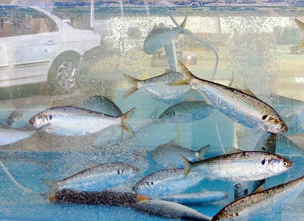 2023년 무창포 대하 전어 가을 축제 가볼만한 곳