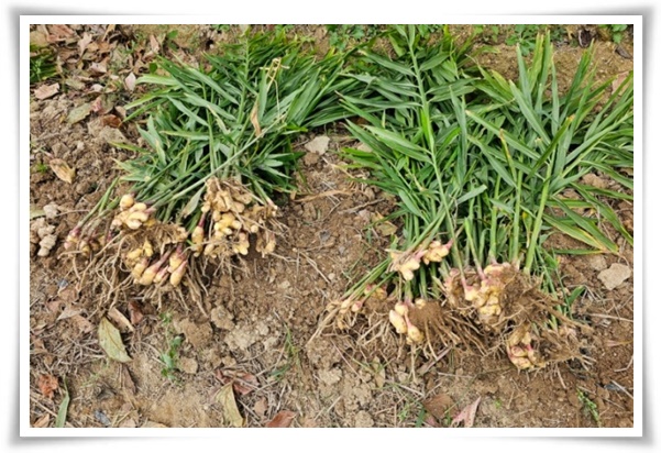 "생강 심기" 텃밭의 보물, 4월 ~ 5월 초 생강 심기로 건강과 맛을 동시에!