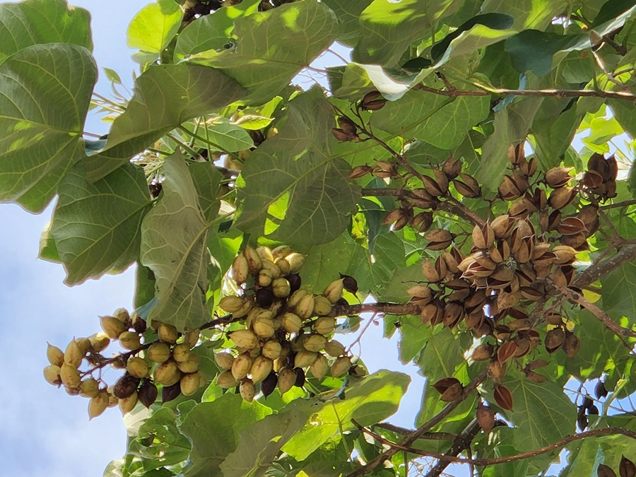 오동나무