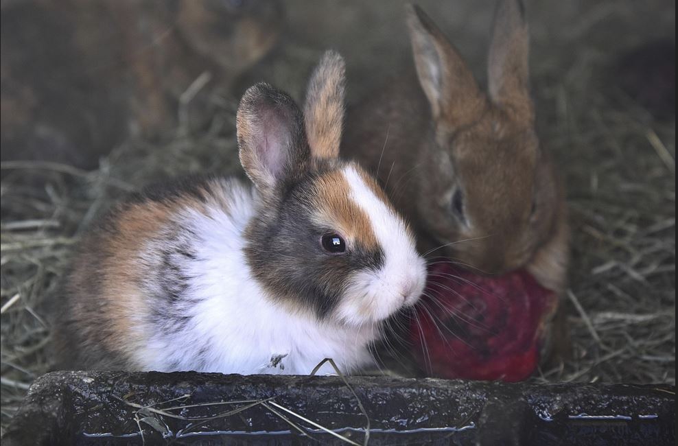 2026년 토끼띠 운세 총정리|재물운·건강운·연애운 완벽 해석