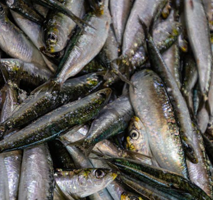 전립선에 좋은 음식