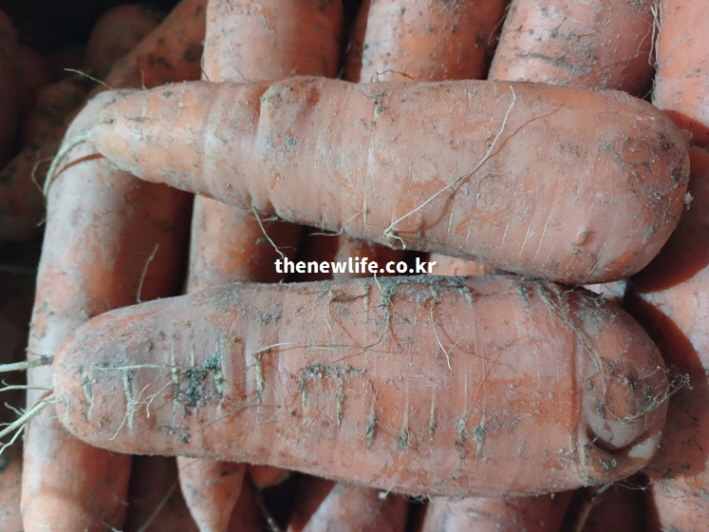 암 예방 효능에 좋은 팔카리놀 성분이 껍질에 농축되어 있는 흙이 있는 당근 상세 컷