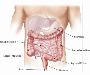인간의 소화기관2