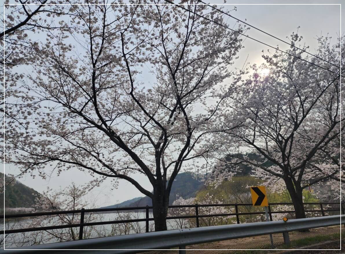 봉화 가볼만한곳 베스트10 물야저수지 벚꽃길