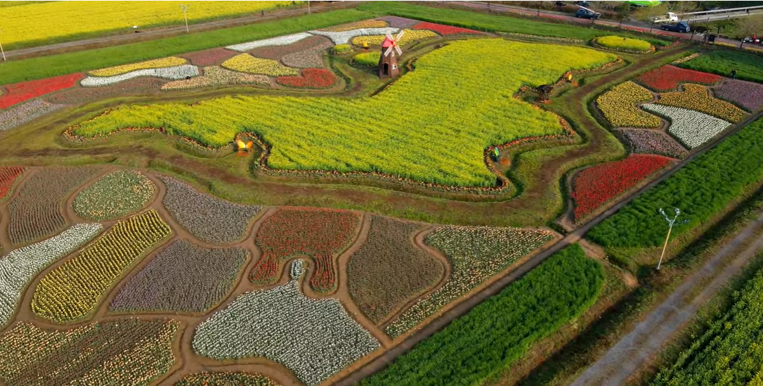 창녕 유채꽃축제.낙동강 유채축제_2023년.행사안내