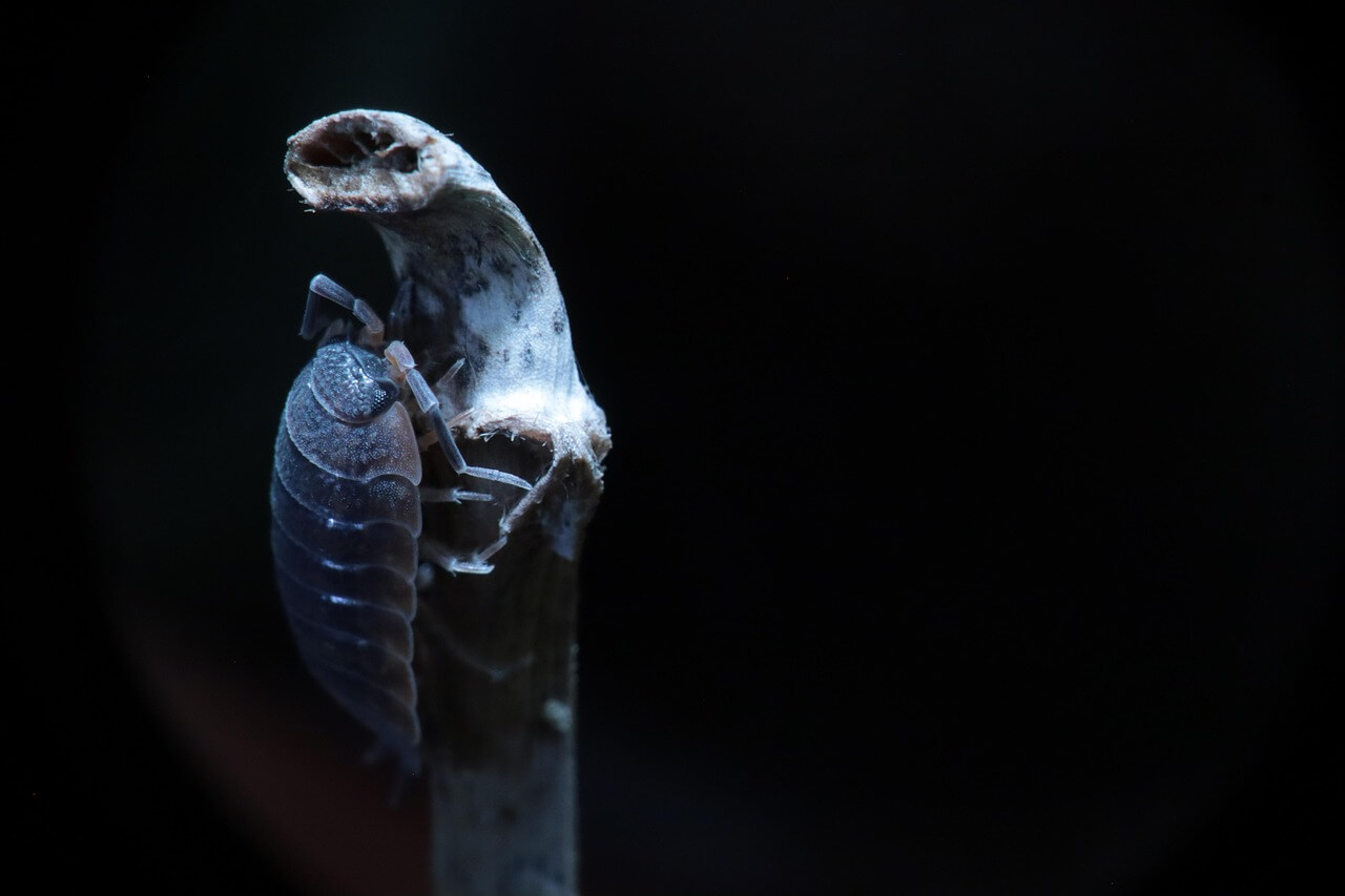 노린재 방제농약