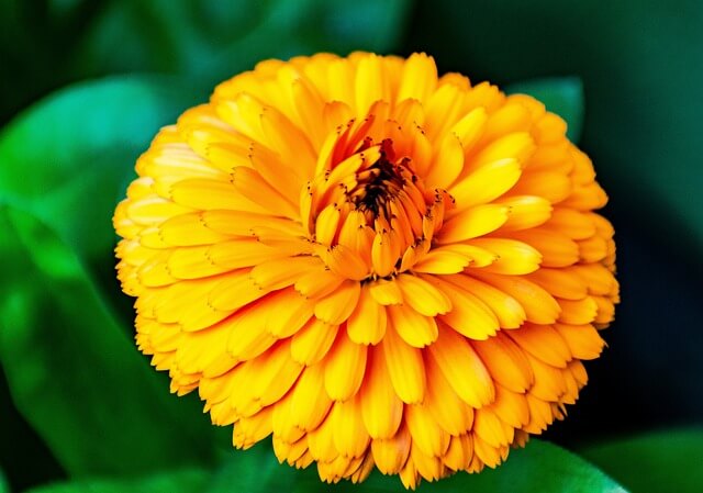 메리골드 한 송이