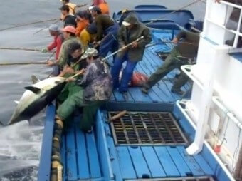 동해안에서-커다란-참치를-다섯명이서-온-힘을-다하여-끌어올리는-모습