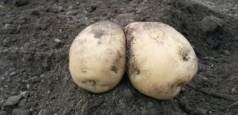 가을감자 심는시기 파종시기와 재배법_3