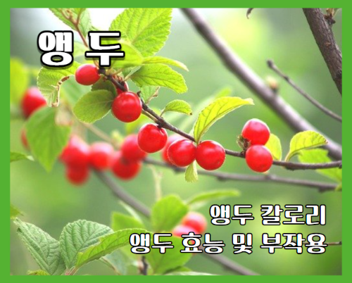 앵두 효능 7가지와 부작용 및 앵두 칼로리