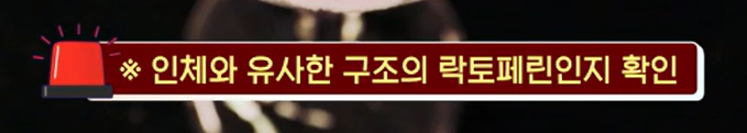 락토페린 복용법