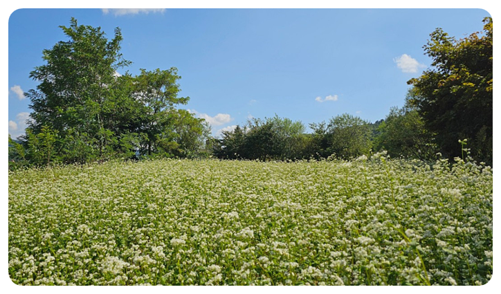 봉평 메일꽃밭
