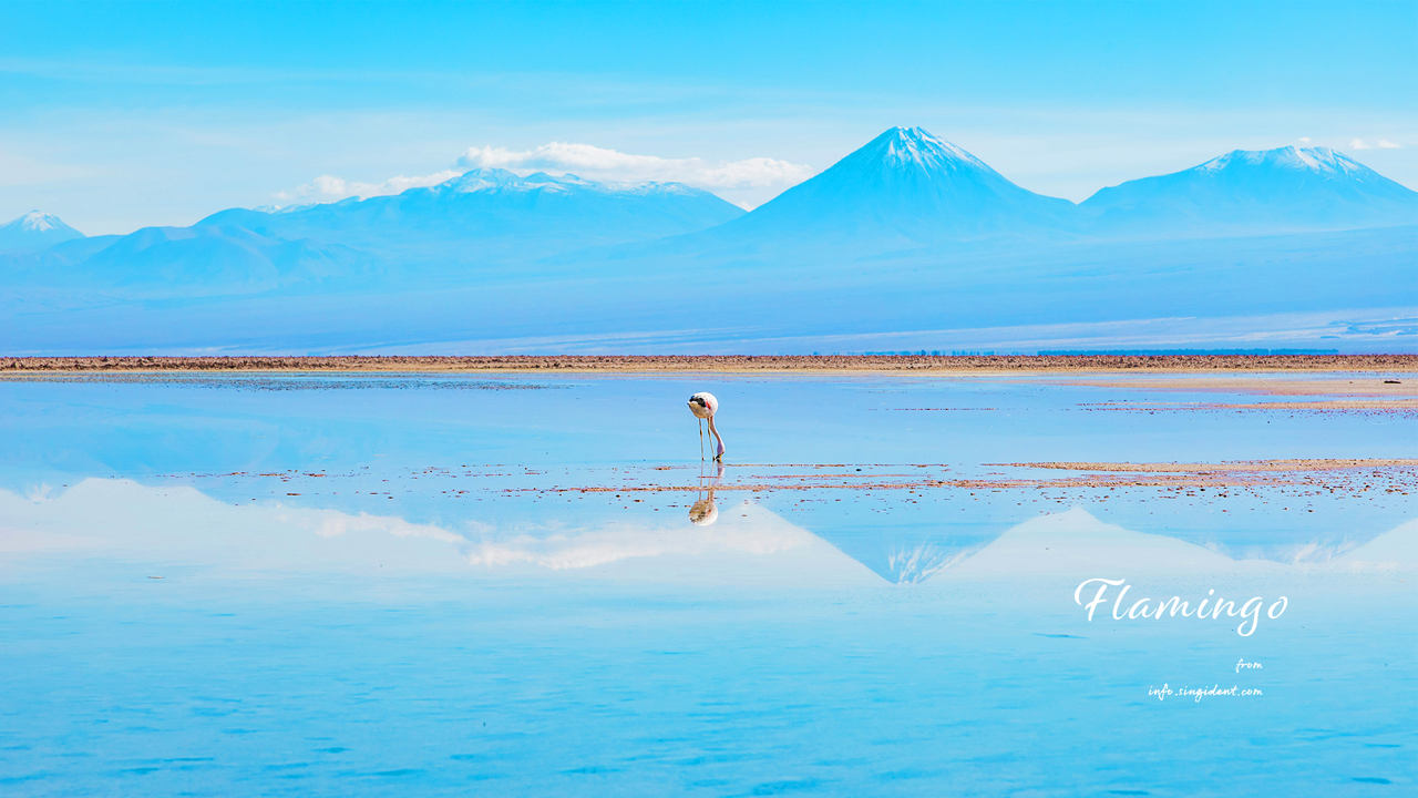 03 칠레 아타카마의 플라밍고 C - Flamingo 플라밍고배경화면