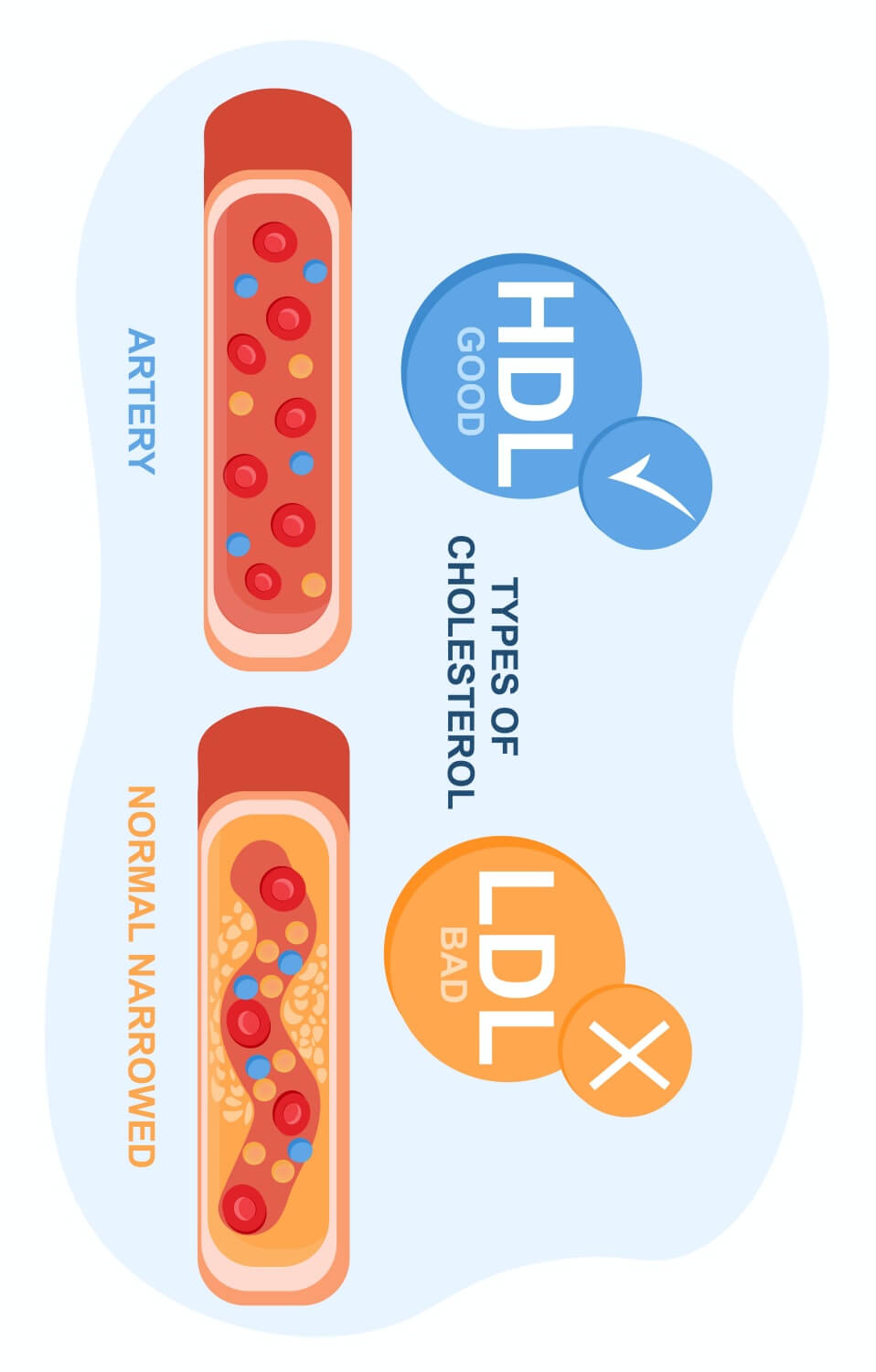 HDL콜레스테롤과LDL콜레스테롤
