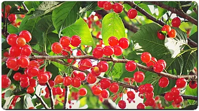 주렁주렁-앵두나무-빨간앵두