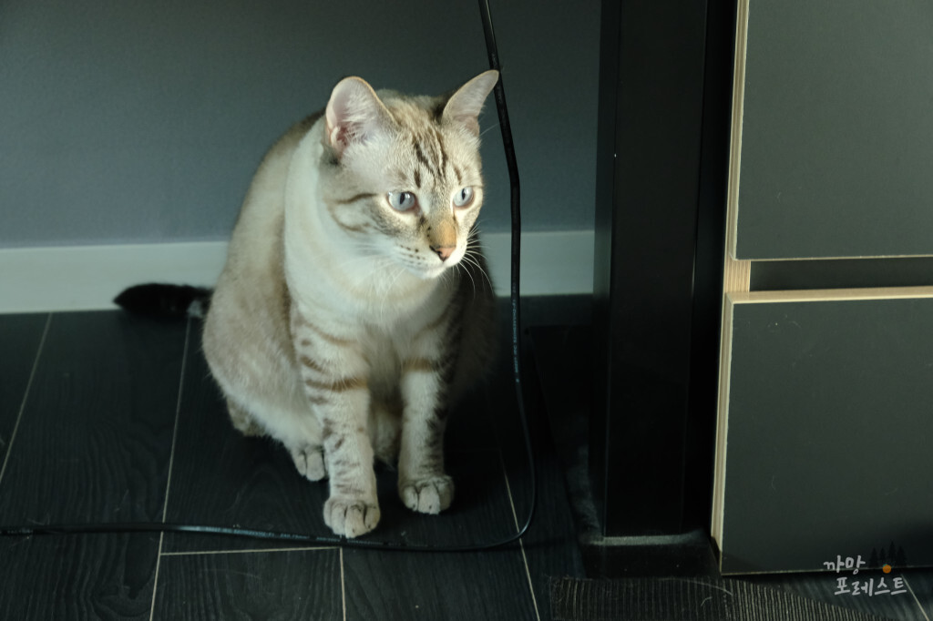 삼식이 고양이