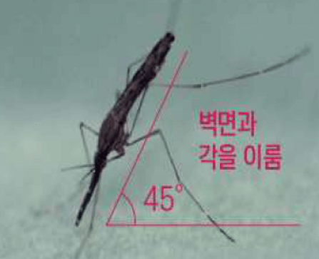 말라리아 매개모기