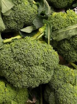 브로콜리
