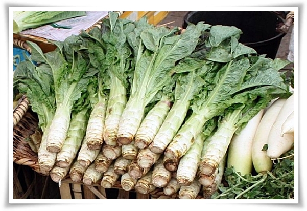 텃밭 "궁채(줄기상추)" 황제가 사랑한 채소, 건강과 맛을 다 잡는 비법!