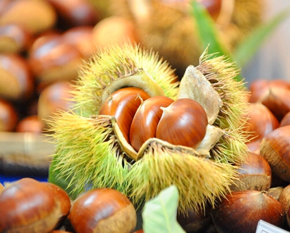 양평 임실 치즈마을