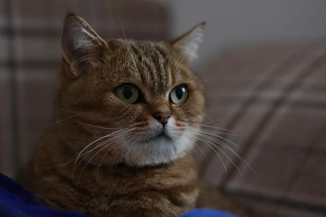 노래로 배우는 일본어 I love you 오자키 유타카 포지션 I Love You 일본원곡 가사 독음 번역 단어정리로 안내_6