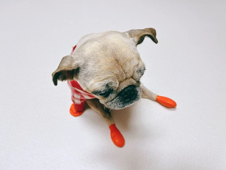 포우즈-신발-퍼그