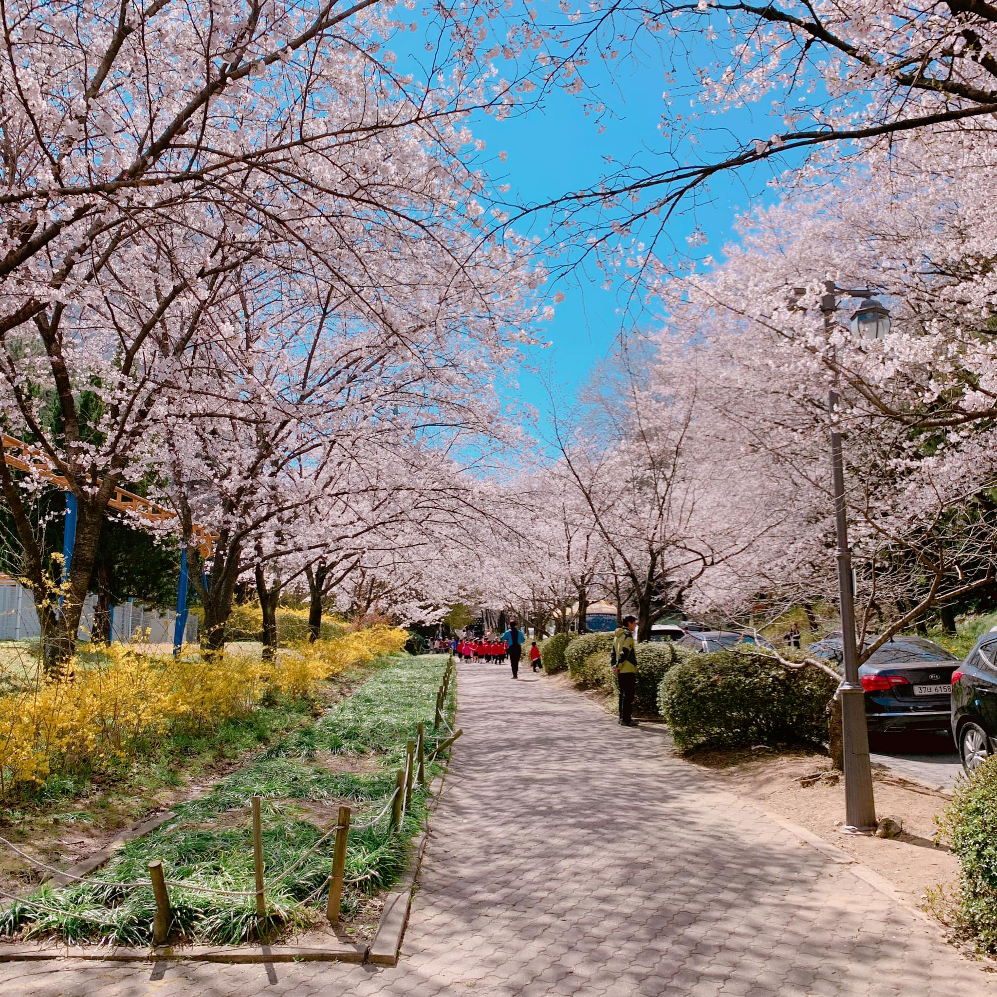 벚꽃 개화시기 2023