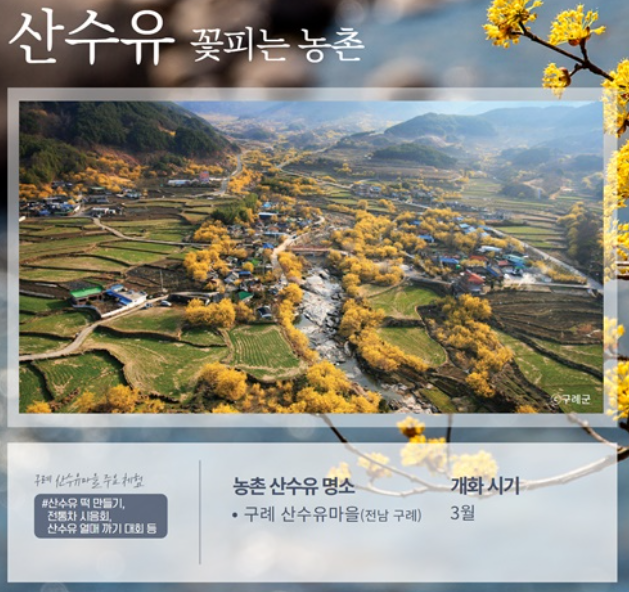 봄꽃 벚꽃개화시기