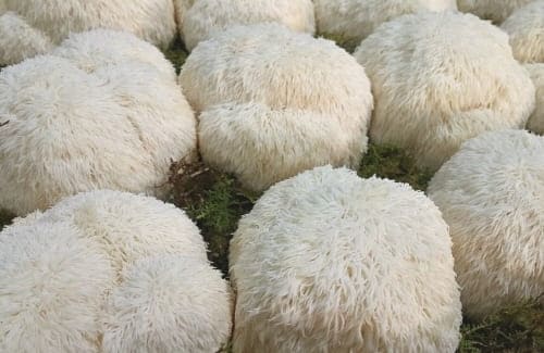 노루궁뎅이버섯