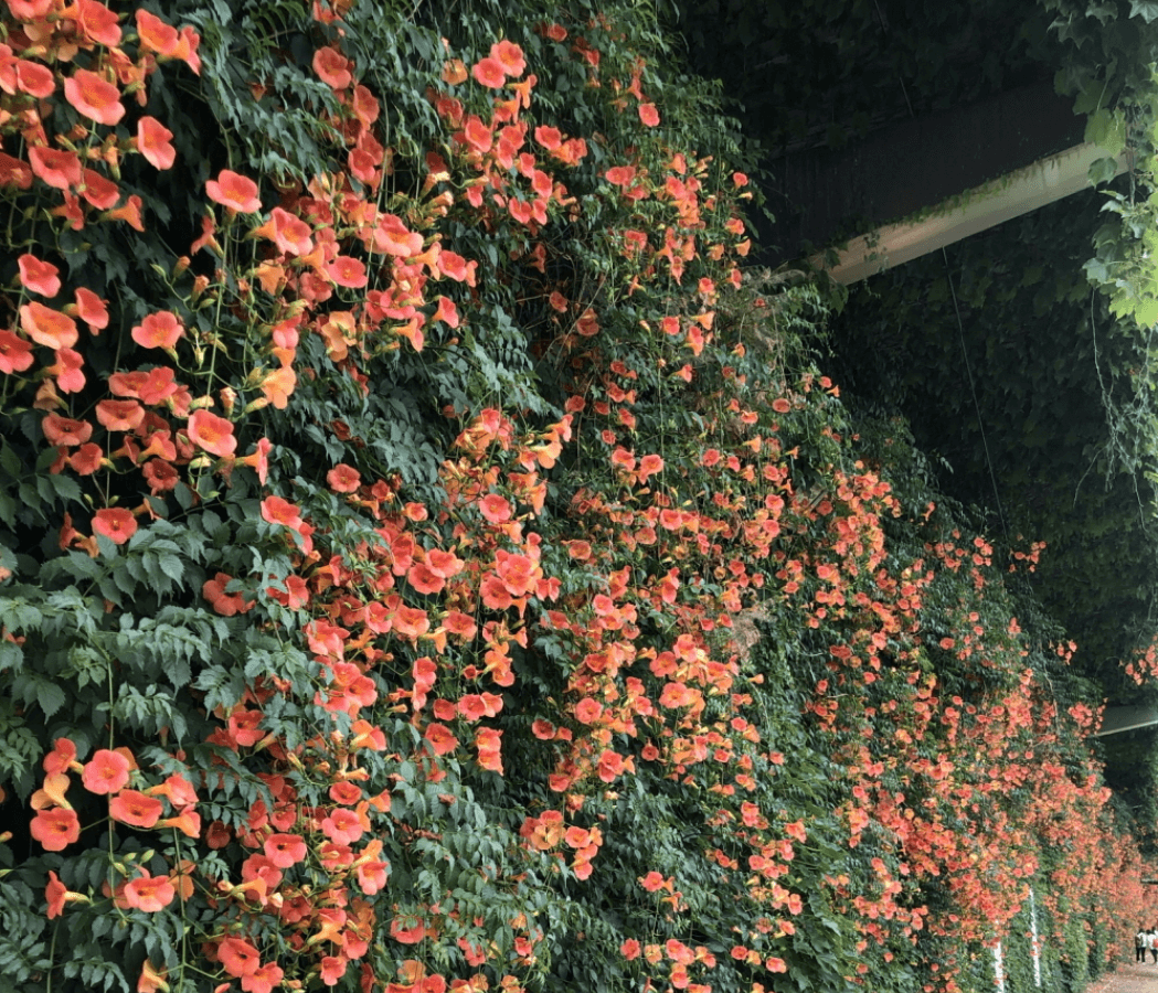 서울 뚝섬 한강공원 능소화꽃2