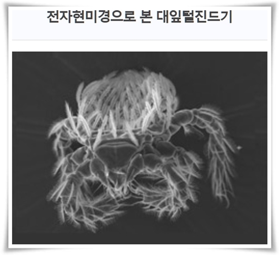 "진드기" 야외 활동의 숨은 적, 안전한 야외 활동을 위한 가이드!