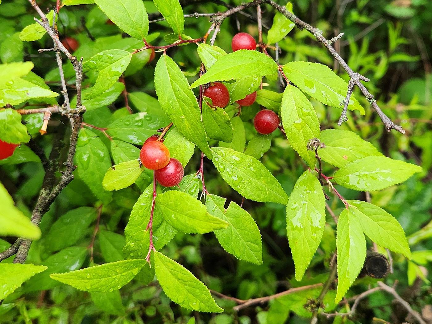 산옥매