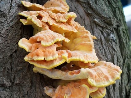 상황버섯 항암효과