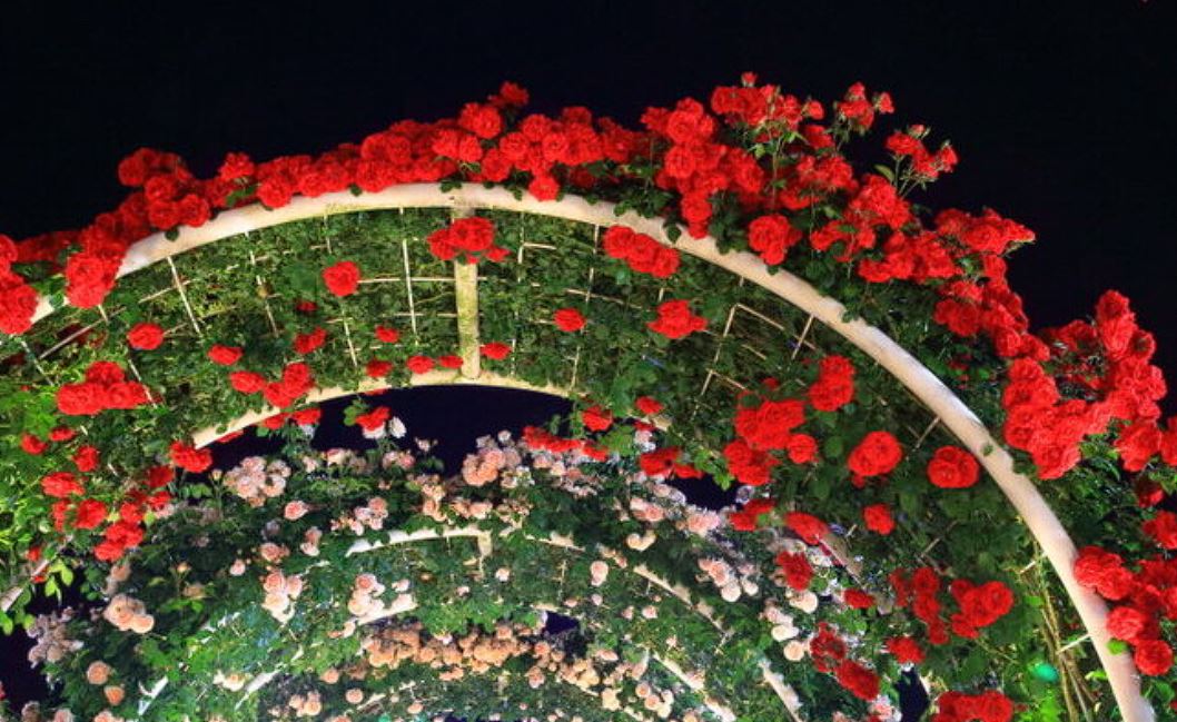 곡성장미축제 기간 입장료