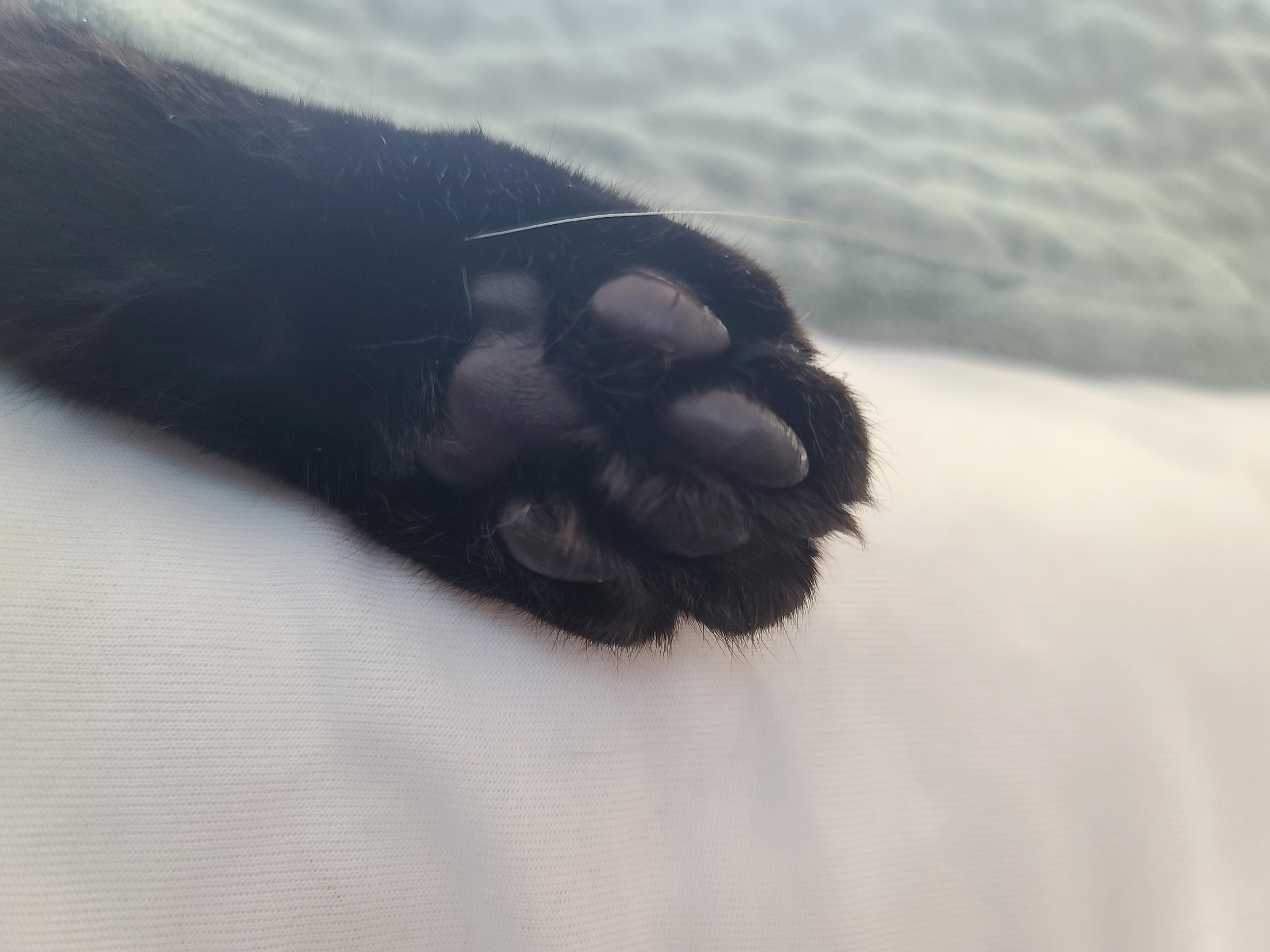 평안한 일요일 아침 아홉냥이들. 고양이를 불러모으는 전기장판.