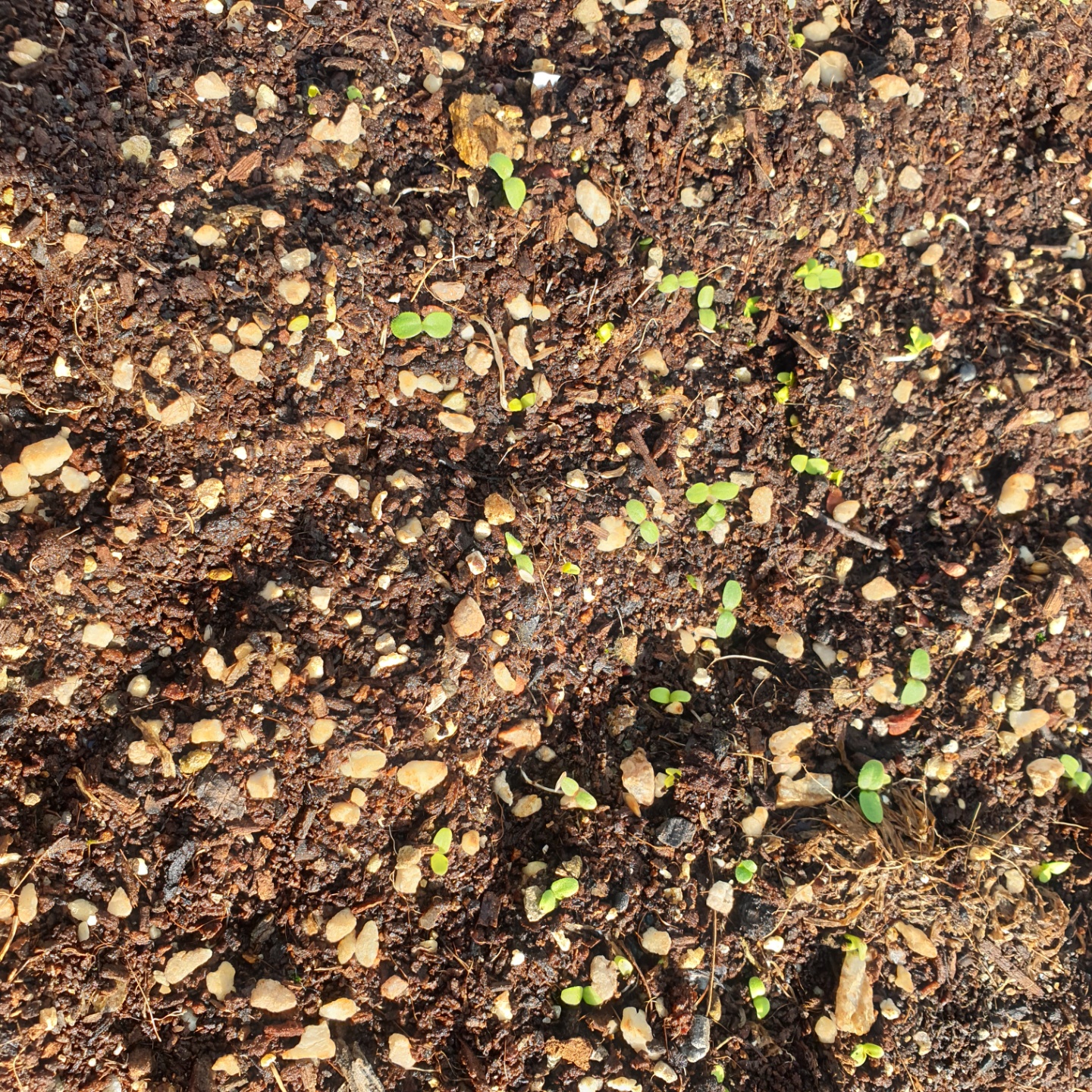 아기욕조_상추씨앗